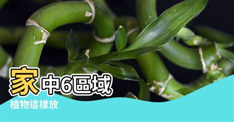 家中擺放植物|新手怎麼種都美！8種好養好看的室內植物推薦與佈置 